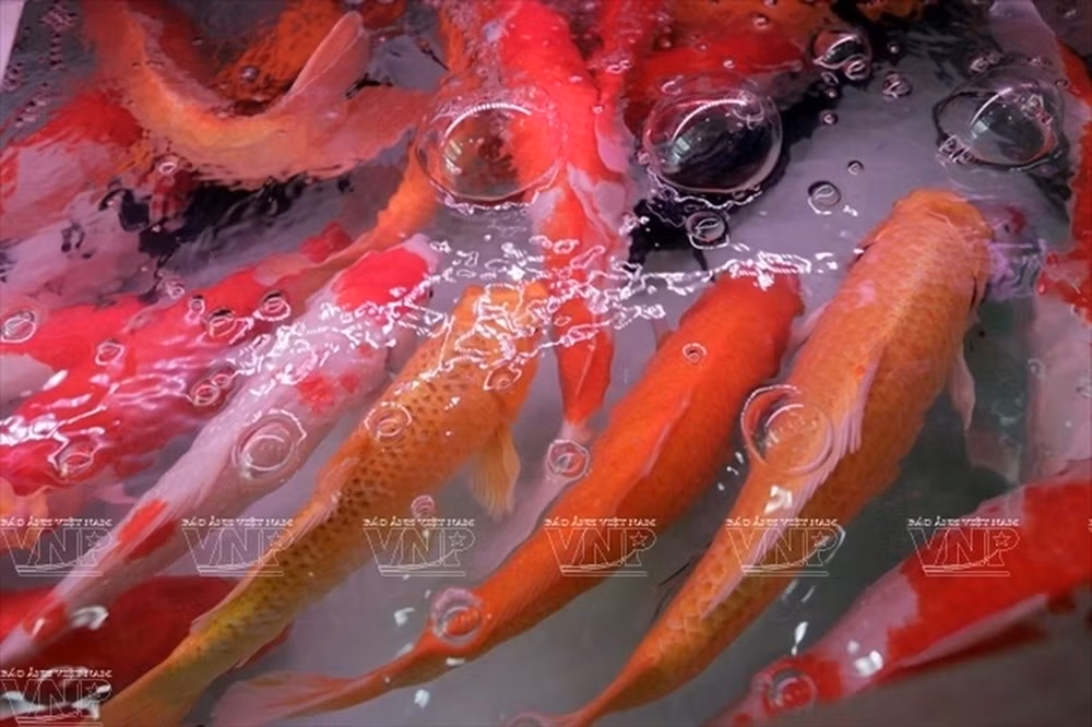 Thu choi ca canh ruoc tai loc gay sot dan Ha Noi-Hinh-4