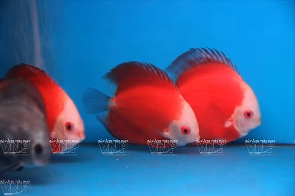 Thu choi ca canh ruoc tai loc gay sot dan Ha Noi-Hinh-5