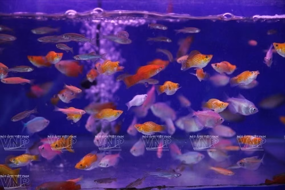 Thu choi ca canh ruoc tai loc gay sot dan Ha Noi-Hinh-7