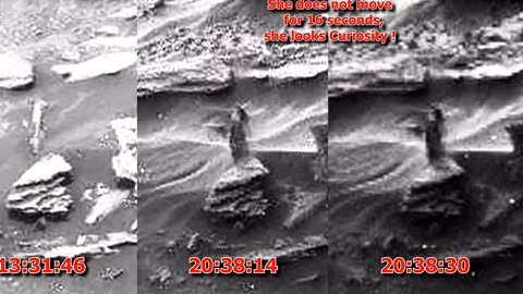 Tim thay dong vat la tren Sao Hoa?-Hinh-2