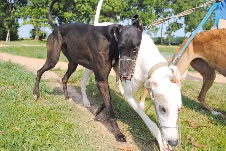 Giống chó đua tại đây có tên Greyhound, là một loại chó săn có nguồn gốc từ Ireland, sau đó được người Úc nhân giống.