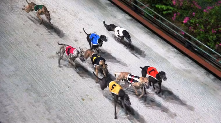 Những màn rượt đuổi ngọan mục của các "VĐV" chó...