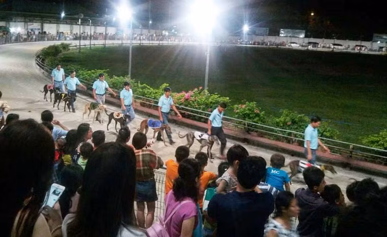 Môn đua chó giải trí đầu tiên ở Việt Nam được chính thức cấp phép từ năm 2001 tại thành phố Vũng Tàu.