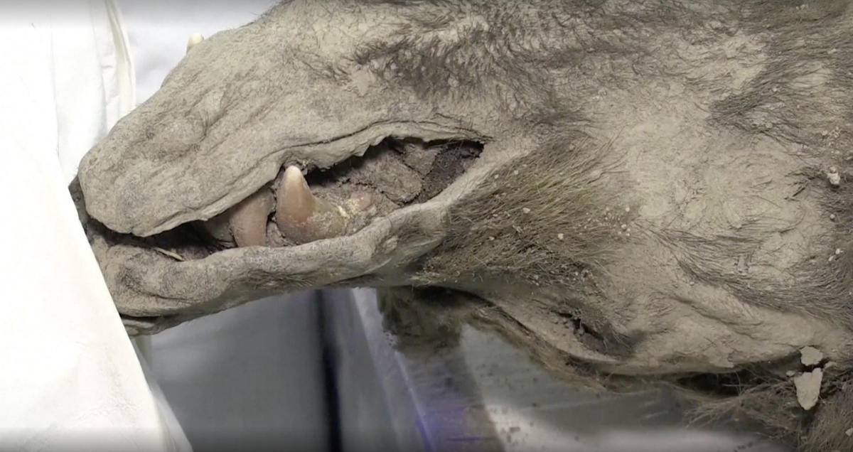 Tuy nhiên, các nhà nghiên cứu vẫn chưa rõ làm thế nào mà con gấu lại xuất hiện trên hòn đảo, nơi hiện được chia cắt với đất liền bởi một eo biển dài 50 km. Nó có thể đã vượt qua băng, bơi qua, hoặc khi nó còn sống, hòn đảo này vẫn có thể là một phần của đất liền.