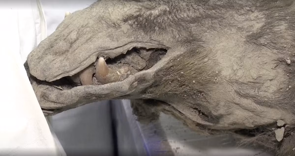 Tuy nhiên, các nhà nghiên cứu vẫn chưa rõ làm thế nào mà con gấu lại xuất hiện trên hòn đảo, nơi hiện được chia cắt với đất liền bởi một eo biển dài 50 km. Nó có thể đã vượt qua băng, bơi qua, hoặc khi nó còn sống, hòn đảo này vẫn có thể là một phần của đất liền.