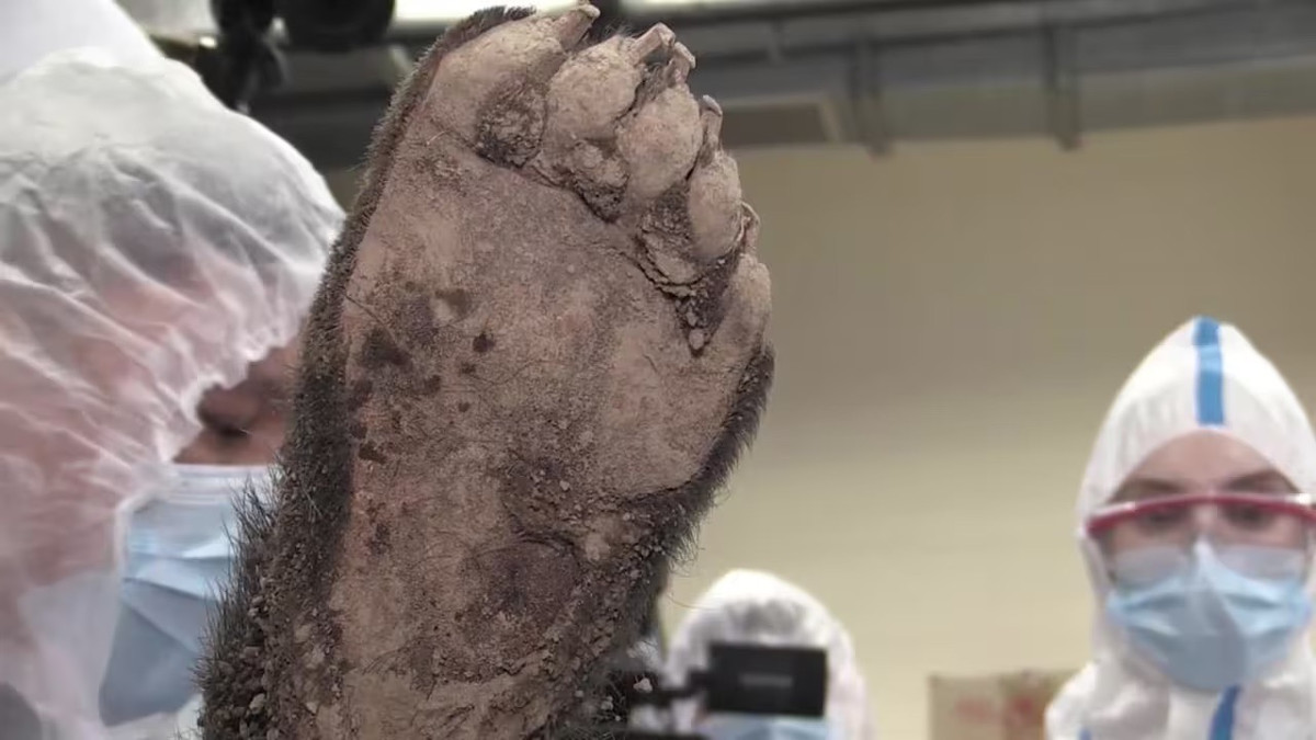 Cá thể gấu này có não, mô mềm, cơ quan nội tạng được bảo quản. Các nhà khoa học nói rằng đây là lần đầu tiên, một xác chết với các mô mềm toàn vẹn được phát hiện, nó cho họ cơ hội nghiên cứu các cơ quan nội tạng và kiểm tra não.