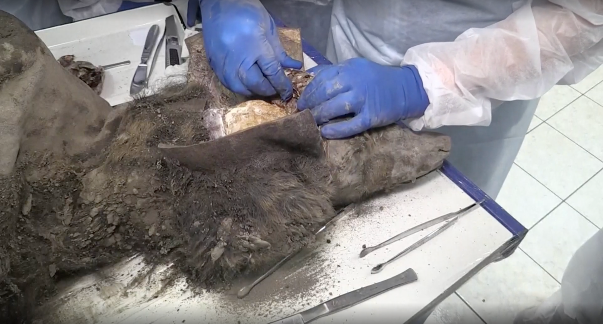 Các nhà nghiên cứu cũng cưa xuyên qua hộp sọ của nó, sử dụng máy hút bụi để hút bụi xương sọ trước khi lấy não của nó. Maxim Cheprasov, trưởng phòng thí nghiệm tại Phòng thí nghiệm Bảo tàng Lazarev Mammoth tại Đại học Liên bang Đông Bắc ở Yakutsk cho biết: cho biết con gấu có lẽ khoảng 2-3 tuổi khi nó chết vì chấn thương ở cột sống.