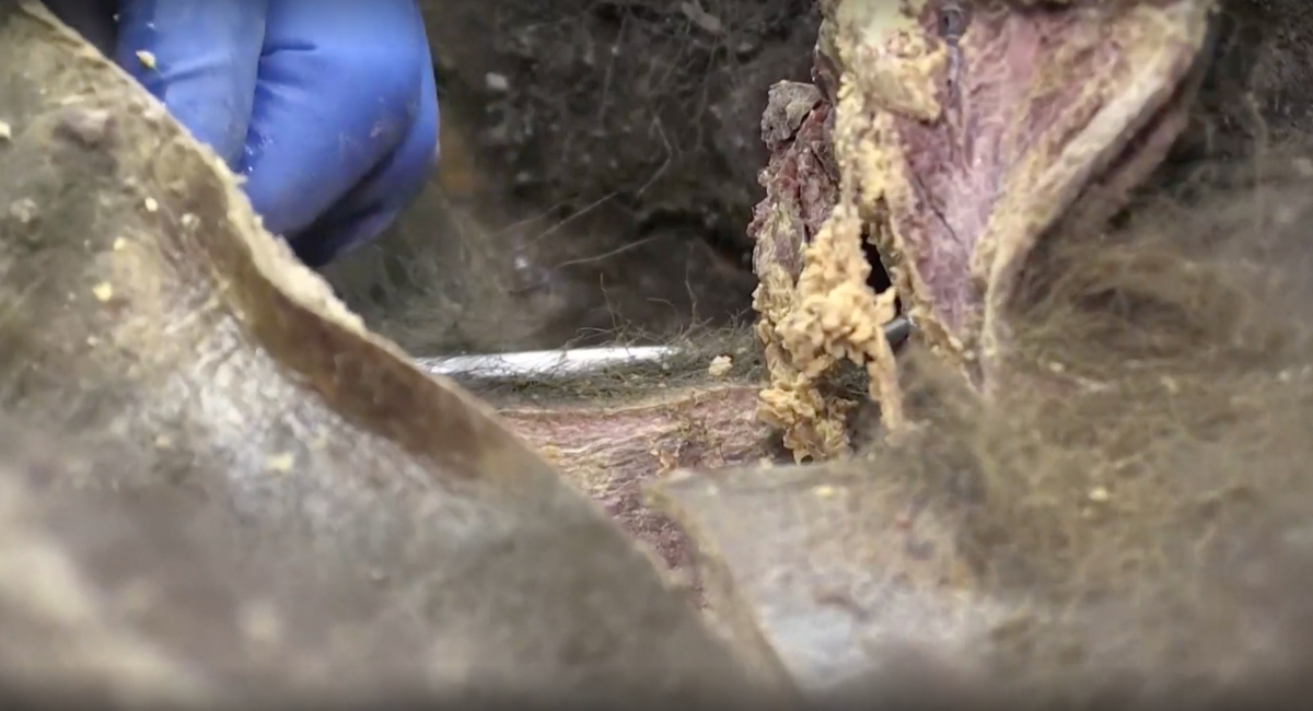 Nhóm khoa học ở Siberia đã cắt lớp da cứng rắn của con gấu, cho phép các nhà khoa học kiểm tra não, các cơ quan nội tạng của nó và thực hiện một loạt nghiên cứu về tế bào, vi sinh, virus học và di truyền. Phần mô màu hồng và mỡ màu vàng của con gấu có thể nhìn thấy rõ ràng khi nhóm nghiên cứu mổ xẻ con thú cổ đại.