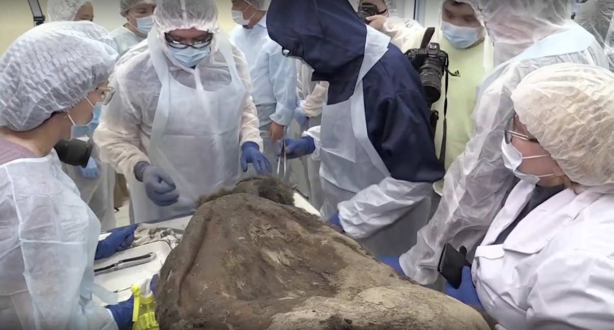 Sau khi tuổi của gấu, gen di truyền, nguyên nhân cái chết được xác định Cheprasov cho biết: “Phân tích di truyền đã chỉ ra rằng loài gấu này không khác biệt về DNA ty thể với loài gấu hiện đại ở phía đông bắc nước Nga – Yakutia và Chukotka”.