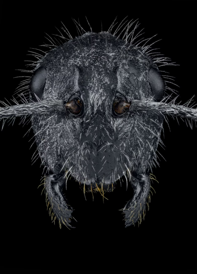 Đây là 1 loài kiến mà các nhà khoa học còn biết rất ít về nó, Polyrhachis medusa, từ Tanzania.