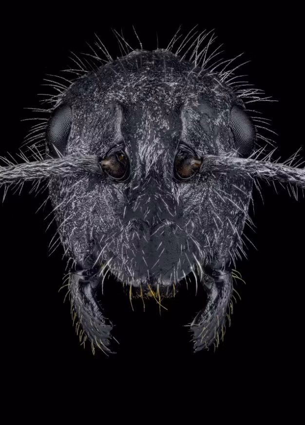 Đây là 1 loài kiến mà các nhà khoa học còn biết rất ít về nó, Polyrhachis medusa, từ Tanzania.