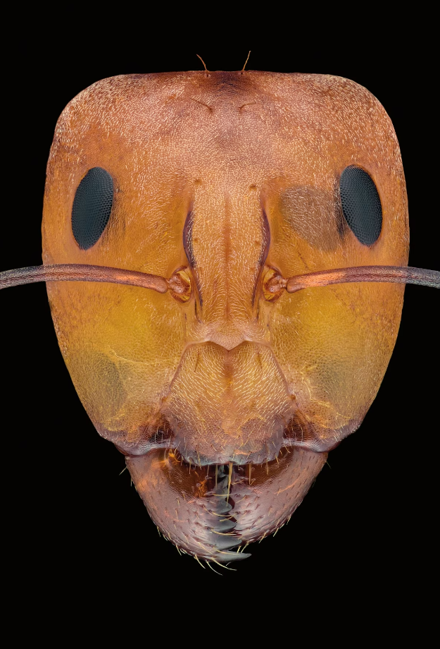 Đây là một thành viên khác của chi Camponotus, một nhóm kiến cực kỳ lớn và phức tạp được tìm thấy trên toàn thế giới, bao gồm hơn 1.000 loài.