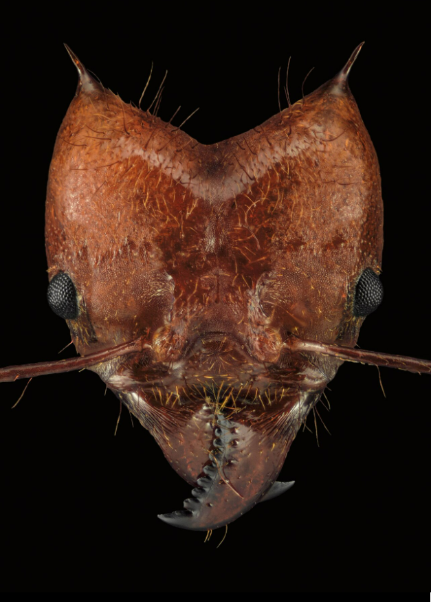 Đây là loài kiến lá, Atta cephalotes, chúng chuyên nuôi nấm trong các căn phòng dưới lòng đất.