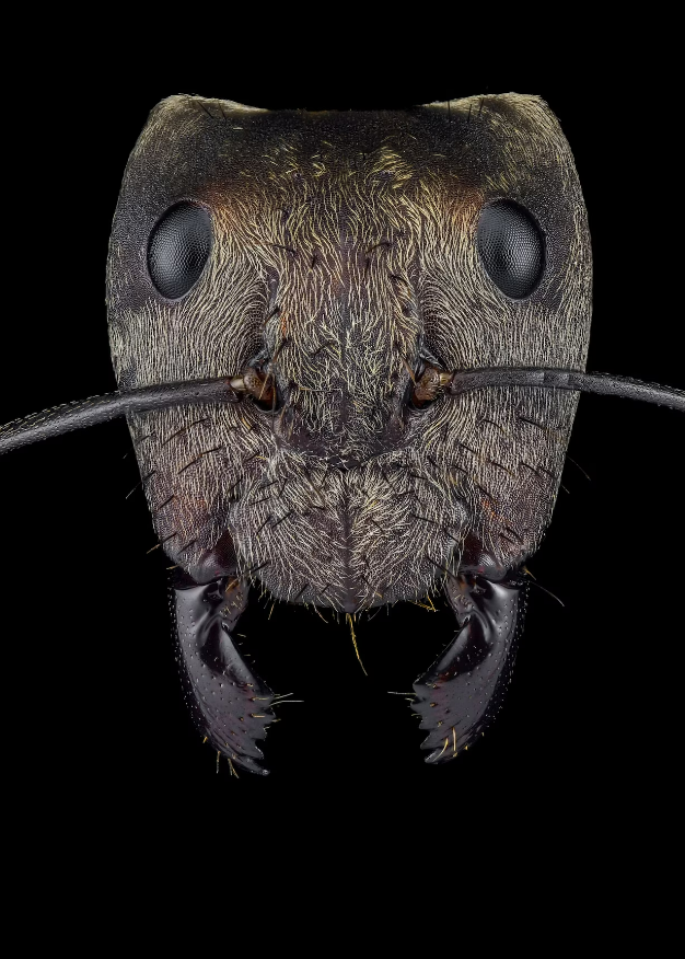 Một con kiến đường vàng lấp lánh từ Mexico.