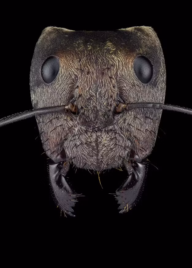 Một con kiến đường vàng lấp lánh từ Mexico.