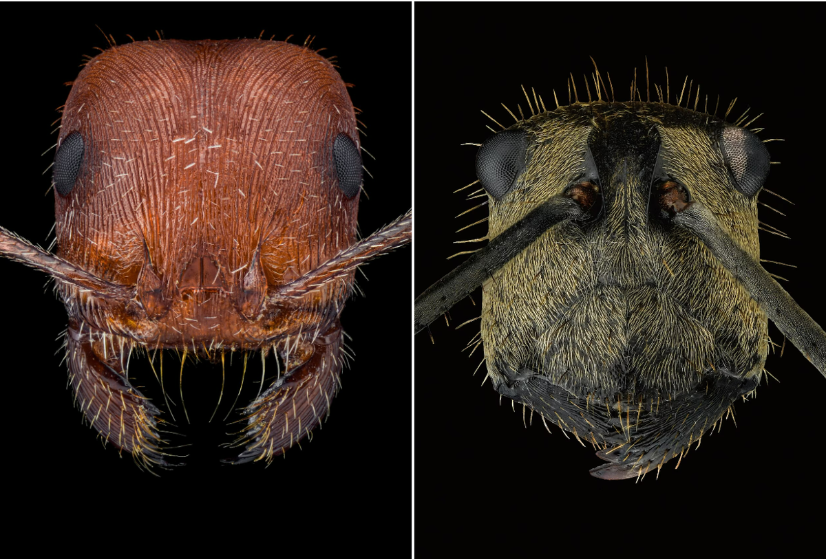 Ảnh trái: Một con kiến gặt Maricopa, được tìm thấy nhiều ở bang Arizona (Mỹ) và các bang lân cận. Loại kiến này có nọc độc mạnh, mạnh hơn cả ong mật, có thể gây đau dữ dội. Ảnh phải: Một con ong thợ Polyrhachis beccarii, có nguồn gốc từ Đông Nam Á, phủ đầy lông vàng.
