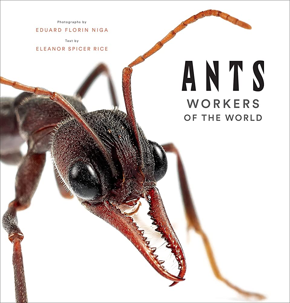 Eduard Florin Niga gần đây cũng đã chụp ảnh nhiều loài kiến cho cuốn sách mới Ants: Workers of the world ( tạm dịch Kiến: Công nhân của thế giới). Mục đích của cuốn sách và tác giả là cho mọi người thấy vũ trụ vi mô hấp dẫn tồn tại xung quanh chúng ta.