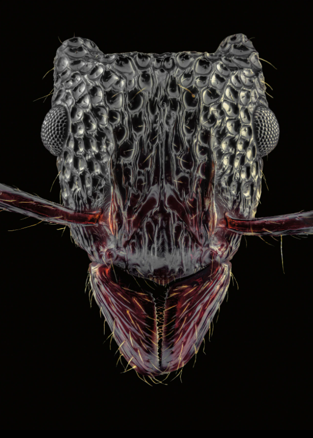 Loài Gnamptogenys bicolor, được tìm thấy ở Trung Quốc và các quốc gia lân cận, chúng có những vết rỗ óng ánh trên đầu được dùng như một hình thức ngụy trang.