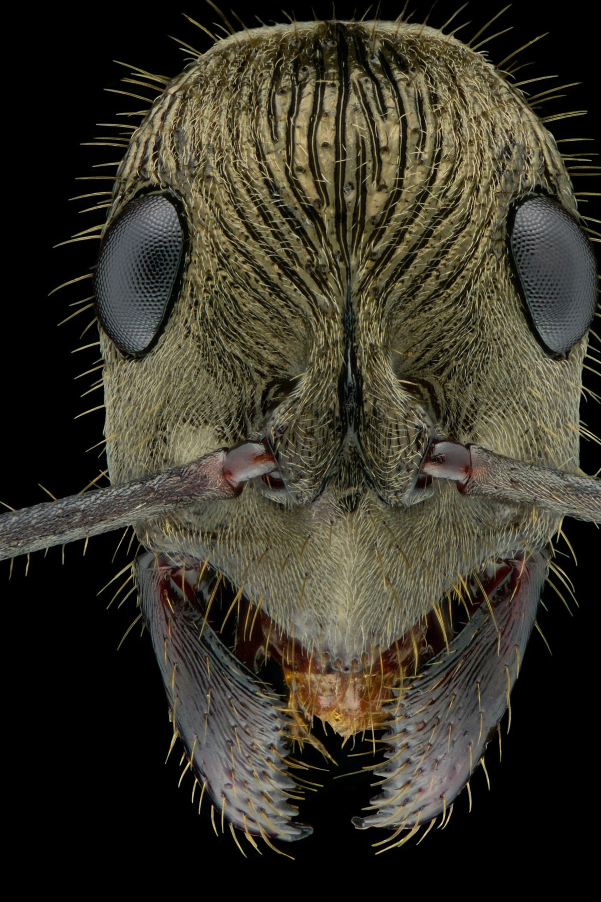 Đây là một bức ảnh cận cảnh khác, chụp 1 con kiến thuộc loài Diacamma rugosum, có nguồn gốc từ Borneo. Đây là một trong những loài kiến duy nhất không có đẳng cấp kiến chúa. Thay vào đó, kiến thợ cạnh tranh trong các giải đấu để xác định ai sẽ được phép đẻ trứng.