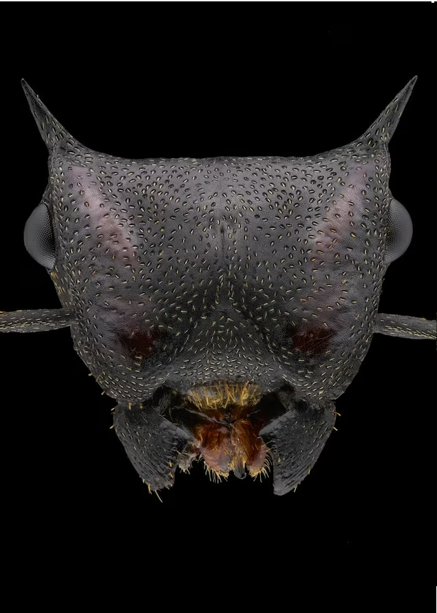 Đây là loài kiến rùa khổng lồ. Với cấu tạo đầu rộng, phẳng giúp nó lướt giữa các ngọn cây trong rừng nhiệt đới Nam Mỹ.