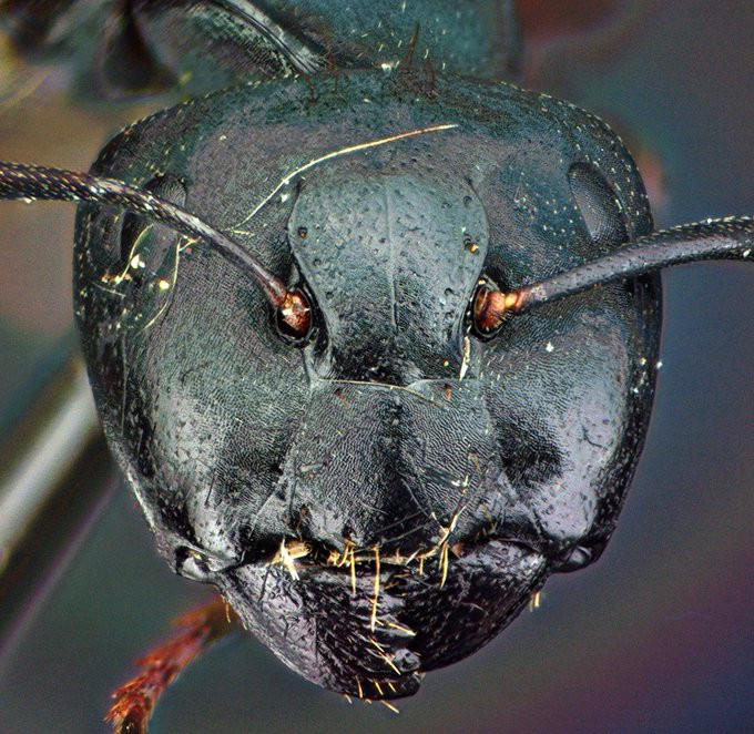 Tuy nhiên thực tế, bức ảnh này là ảnh chụp cận cảnh hàm dưới và râu của Camponotus – một loài kiến thợ mộc thông thường. Chúng làm tổ bên trong gỗ, chủ yếu là trong môi trường rừng và ăn các bộ phận của côn trùng chết, mật hoa và dịch ngọt do rệp tiết ra.