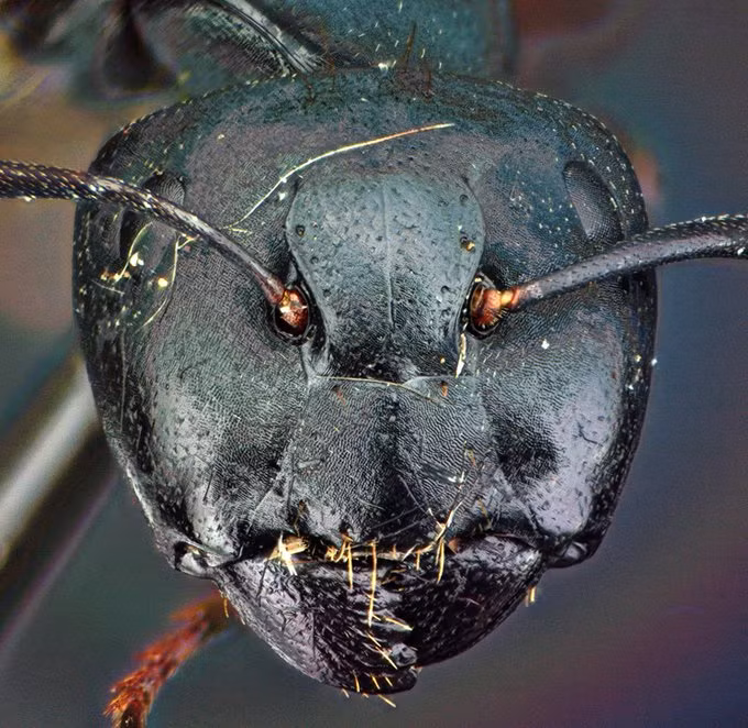 Tuy nhiên thực tế, bức ảnh này là ảnh chụp cận cảnh hàm dưới và râu của Camponotus – một loài kiến thợ mộc thông thường. Chúng làm tổ bên trong gỗ, chủ yếu là trong môi trường rừng và ăn các bộ phận của côn trùng chết, mật hoa và dịch ngọt do rệp tiết ra.