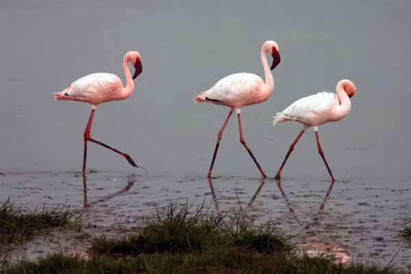 Chúng được tìm thấy ở châu Phi và một số vùng của châu Á. Những con chim xinh đẹp này bị săn bắt và ăn thịt bởi Khỉ đầu chó, Mèo hoang và Đại bàng.