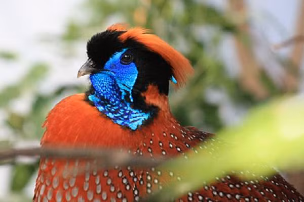 Với một đám lông màu cam và nâu dựng ngược lên trên đỉnh đầu và một cái ngực giống như có một con cá mập voi nằm ở đó, Gà lôi tía thực sự có vẻ ngoài rất nổi bật.