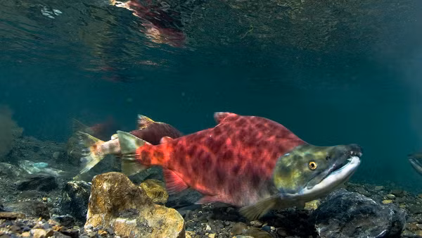 Tuy nhiên điểm đặc biệt là chúng sẽ dần chuyển sang màu đỏ và xanh trước khi chuẩn bị đẻ trứng.