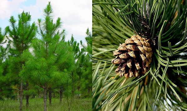 Ở vùng núi phía Nam Appalachia giữa vùng Đông Tennessee và Bắc Carolina (Mỹ), những cây vân sam có chiều cao tới 1.645 cũng là nhà của loài tarantula nhỏ nhất thế giới - nhện rêu Microhexura montivaga.