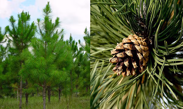 Ở vùng núi phía Nam Appalachia giữa vùng Đông Tennessee và Bắc Carolina (Mỹ), những cây vân sam có chiều cao tới 1.645 cũng là nhà của loài tarantula nhỏ nhất thế giới - nhện rêu Microhexura montivaga.