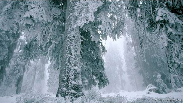 Đại học New York cho biết, cây thông Noel có thể giết người bởi hội chứng "cây thông Noel". Hội chứng này gây ra một loạt các căn bệnh, trong đó có cả căn bệnh viêm phổi nguy hiểm. Theo nghiên cứu, trên cây thông có một loại nấm mốc chứa các mầm mống có thể kích hoạt các phản ứng dị ứng ở những người nhạy cảm, hãy thận trọng với nó.