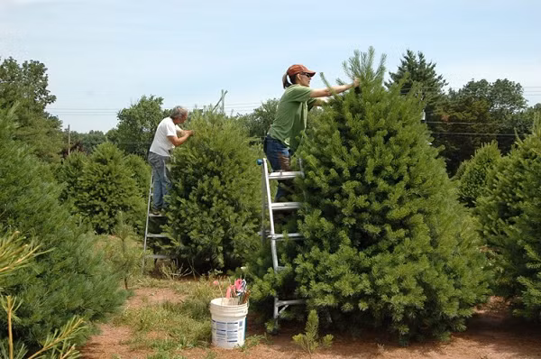 Loài thông có thể chịu lạnh ở nhiệt độ -196 độ C. Sức chịu lạnh đáng kinh ngạc này giúp những cây thông ở khu rừng phía Bắc Siberia, nơi nhiệt độ mùa đông hạ xuống - 60 độ C, sống sót.