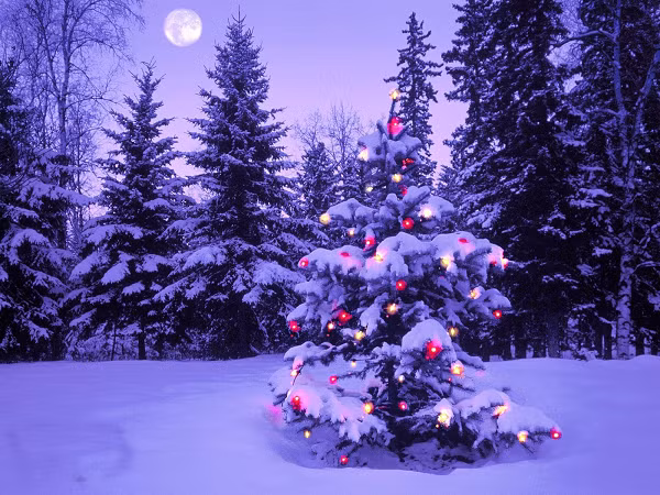 Trung bình có khoảng 36 triệu cây thông Noel được bán ra mỗi năm và phải mất từ 7 đến 10 năm, những cây này mới được tái sinh lại.