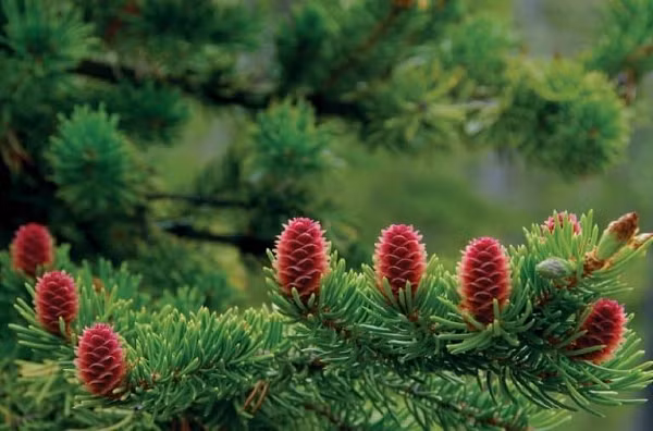 Nhiệt độ cũng ảnh hưởng đến sự tăng tưởng của cây. Nhiệt độ mát hay ấm hơn đều làm thay đổi quá trình phát triển sinh lý của cây. Nhiệt độ quá cao có thể gây hại cho cây vân sam, linh sam và họ hàng của chúng vì đơn giản là những loại cây này không chịu được nóng.