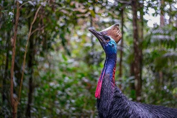 Cassowary vốn là một loài chim khá hiền hòa. Tuy nhiên, loài chim này có thể trở nên cuồng loạn khi hoảng sợ hoặc bị dồn vào chân tường. Lúc đó, chúng sẽ nhảy bổ vào con mồi, sử dụng bộ vuốt khổng lồ để cào xé.