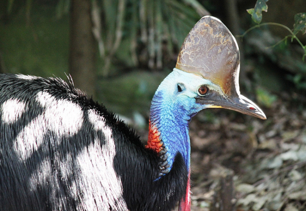 Với thể hình cao tới 1,8m, cân nặng 60kg, cùng bộ vuốt đồ sộ sắc nhọn, Cassowary đủ sức khiến bất kỳ địch thủ nào nhìn chúng phải chùn bước.