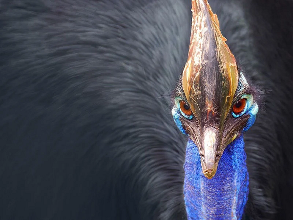 Cũng giống như nhiều loài chim khác, Cassowary đực cũng chịu nhiều thiệt thòi. Chim đực có kích cỡ nhỏ hơn và thường bị con cái... bắt nạt.