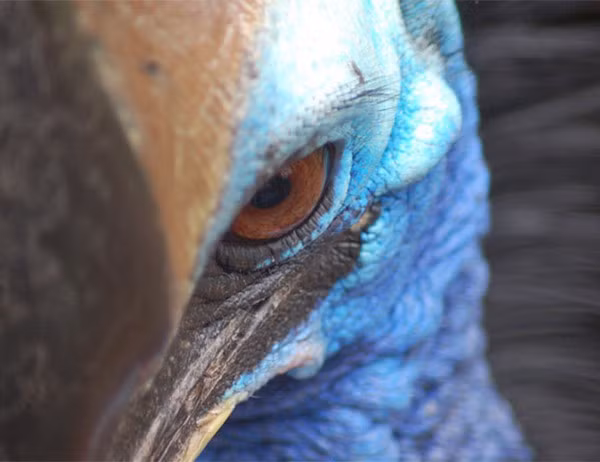 Bước vào thế kỉ XIX, chúng bị săn bắt tràn lan nên đã từng gần như tuyệt chủng. Hiện nay, số lượng cá thể sống hoang dã không còn nhiều, chúng ta hầu như chỉ có thể chiêm ngưỡng chúng trong vườn bách thú.