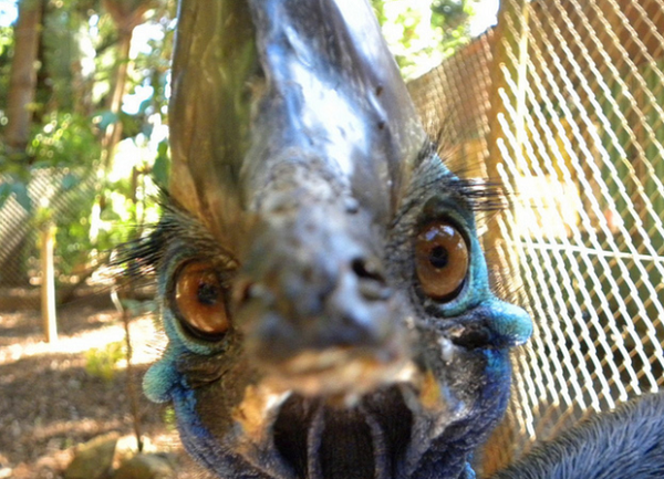 Đến mùa sinh sản, con cái cũng tự cho mình cái quyền "trăng hoa", kết đôi với ít nhất là 3 con đực khác nhau. Trong đó, con cuối cùng sẽ chịu trách nhiệm... đổ vỏ - chăm sóc lũ chim non.