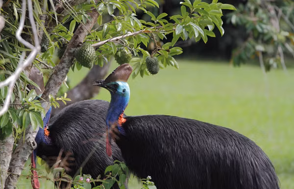 Đà điểu đầu mèo có thể chạy với vận tốc 50km/h xuyên qua rừng rậm, điều này có nghĩa là ngay cả Usain Bolt - người đàn ông chạy nhanh nhất hành tinh - cũng không có cửa chạy thoát khỏi đà điểu đầu mèo.
