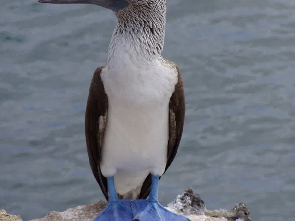 Đúng 45 ngày, trứng sẽ nở, từ đó, chim bố mẹ thay nhau đi kiếm thêm thức ăn và mang về nhả lại cho con chúng. Tuy nhiên, bố mẹ cũng chỉ chịu trách nhiệm nuôi con trong 2 tháng sau đó để chúng ra sống tự lập.