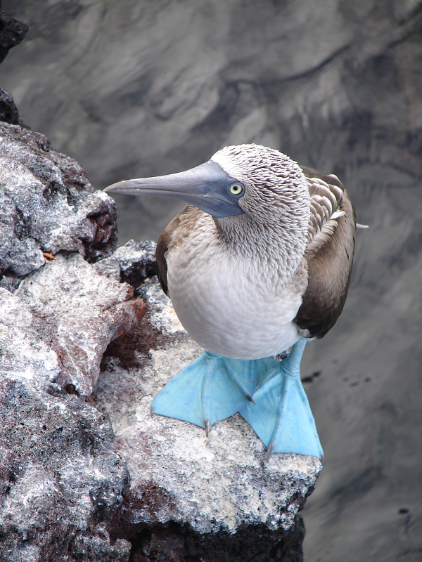 Vào mùa sinh sản, từ tháng 6 đến tháng 8 hằng năm, chúng có những “nghi lễ” bắt buộc hết sức lí thú trước khi “về một nhà”.