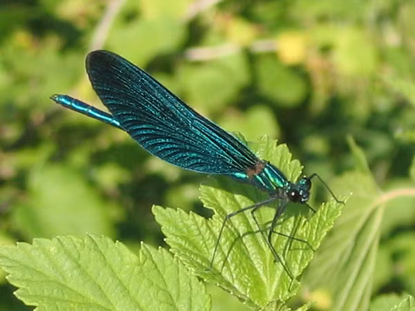 Chuồn chuồn kim có thân hình thon dài, mắt đa diện lớn, 2 mắt cách xa nhau, đồng thời có hai đôi cánh rộng khỏe mạnh. Khi nghỉ ngơi, cánh của chúng đuợc xếp lại hoặc mở hờ phía bụng trên.