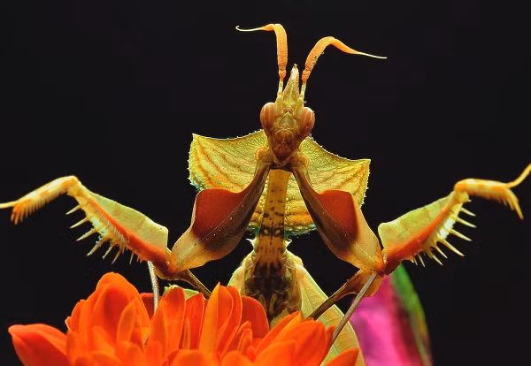 Bọ ngựa hoa mặt quỷ là một trong những loài có kích thước lớn nhất trong họ bọ ngựa và có khả năng giả dạng các loài hoa.