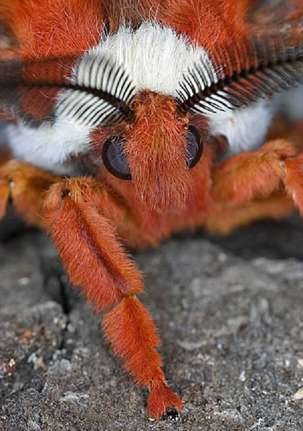 Bướm ma Cecropia (Hyalophora cecropia) rất ít khi được nhìn thấy do chúng chỉ bay vào ban đêm và có thời gian xuất hiện rất ngắn là 2 tuần.