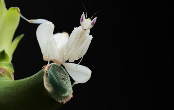 Chúng cải trang và ẩn mình trong các bông hoa, chờ đợi những món côn trùng thơm ngon bị mắc bẫy.