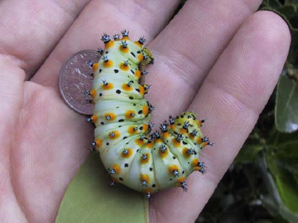 Kích thước của chúng khá nhỏ chỉ bằng một đồng xu.