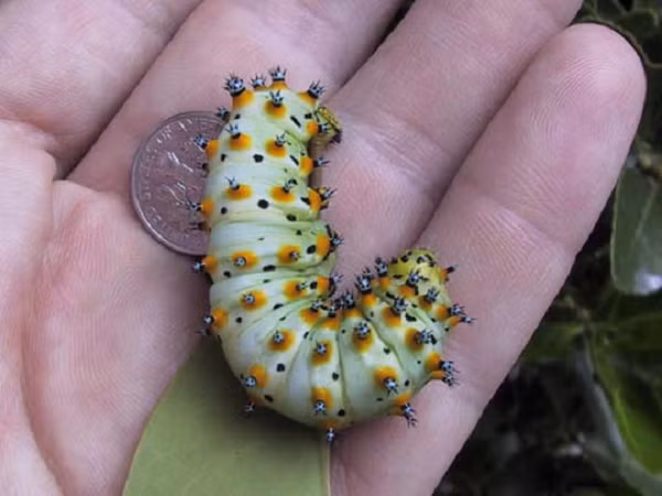 Kích thước của chúng khá nhỏ chỉ bằng một đồng xu.