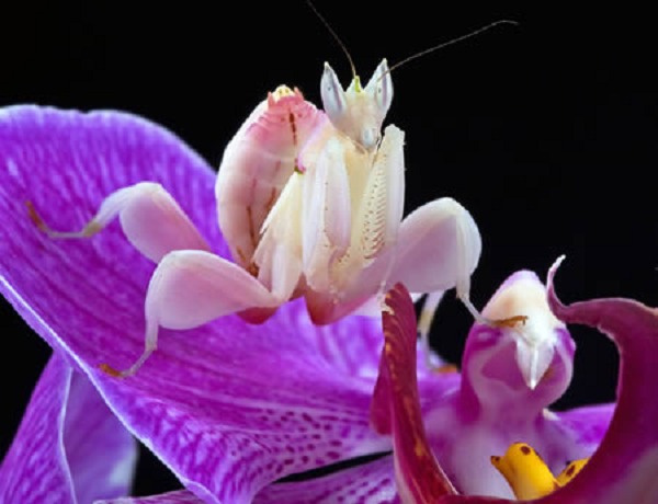 Bọ ngựa phong lan (Hymenopus coronatu) là một loài bọ ngựa thường sống trên các bông hoa, thường được tìm thấy ở Malaysia và Indonexia.